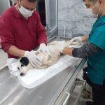 ERDEK'TE EZİLEN KÖPEĞİ BÜYÜKŞEHİR TEDAVİ ETTİ 2 erdek 1 |