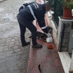 SOKAKTAKI DOSTLARA ON TON MAMA DAGITILDI 2 |