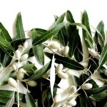 zeytin yapragi |