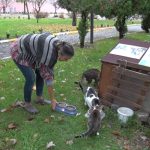 BİR MEKTUP ONLARCA KEDİYİ DOYURDU 2 121212 |