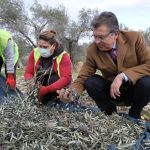 EDREMİT BELEDİYESİ ZEYTİNLERİ HASAT EDİLİYOR 3 zeytin hasadi 1 |
