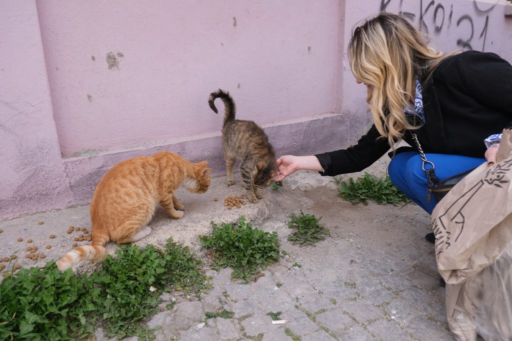 AYVALIKLI HAYVANSEVERLER SOKAKTAKI DOSTLARINI UNUTMADI 1 |
