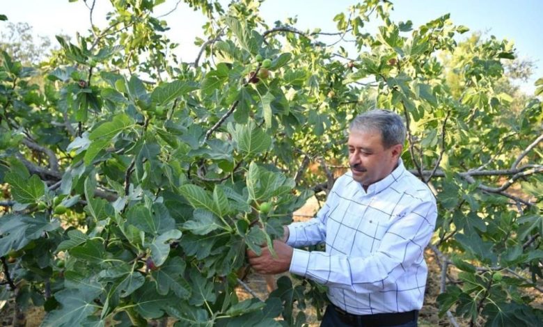 İncir hasadı devam ediyor 1 AW695159 02 |