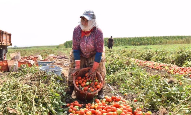Balıkesir tarlalarında domates hasadı zamanı 1 AW696564 03 |
