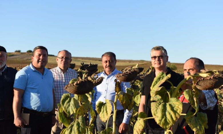 Balıkesir'de Ayçiçek hasadına başlandı 1 AW713279 04 |