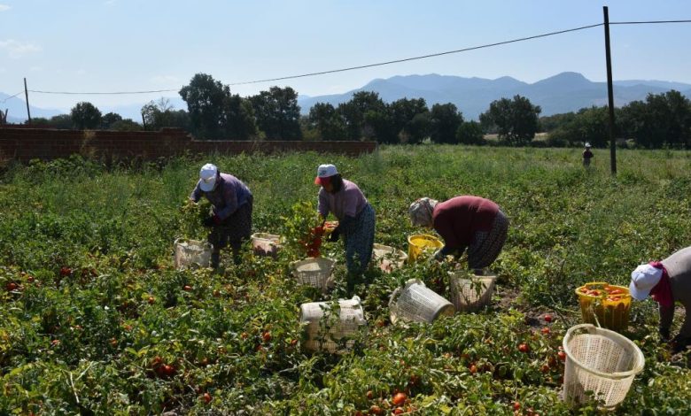 Domates üretiminde Sındırgı birinciliğe oynuyor 1 AW719372 10 |