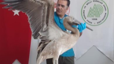 albatros |