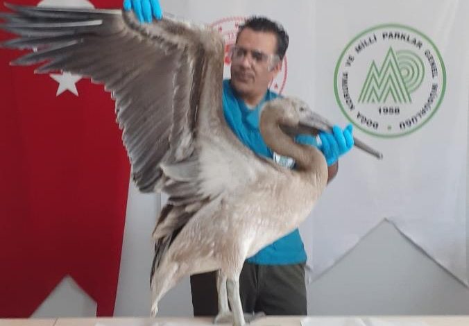 Göç yolunda yorgun düşen pelikan tedavi altına alındı 1 albatros |