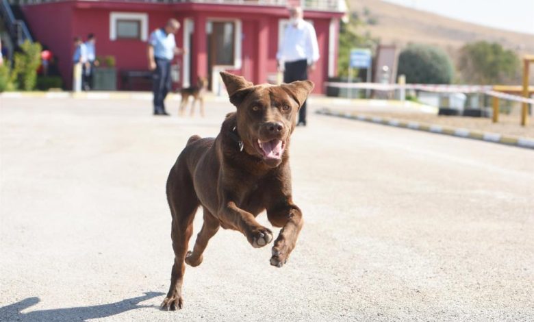 Arama - Kurtarma şampiyonu Balıkesir’den 1 AW734711 01 |