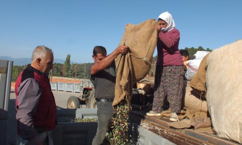Balıkesir’de üreticiler zeytinyağı fiyatının açıklanmasını bekliyor 1 AW744671 05 |