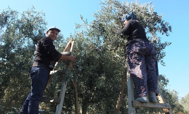 Burhaniye'de zeytin hasadı devam ediyor 1 AW750076 02 |