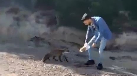 Tarihi Gelibolu Yarımadası'nın maskotu olan tilkiyi elleriyle beslediler 1 AW753819 01 |