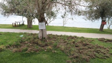 BURHANIYE DOMUZLAR 2 e1669035050198 |