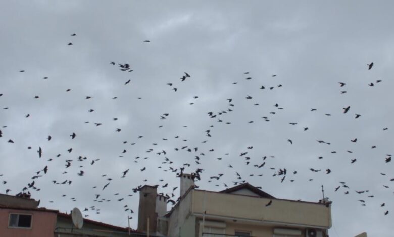 AW781389 05 |