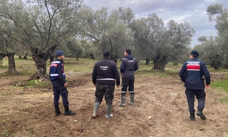 Zeytin hırsızlıklarına karşı önlemler devam ediyor 1 AW784839 01 |