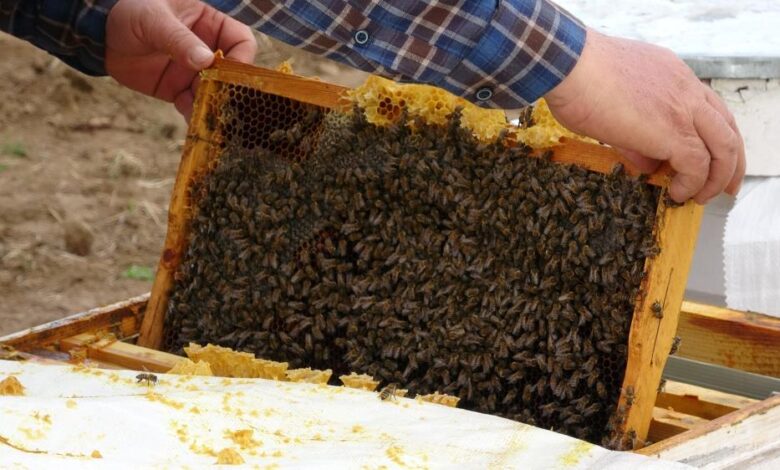 Çanakkale balı Avrupa yolcusu 1 AW815981 01 |