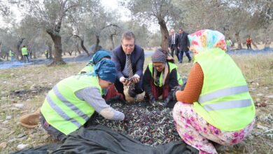 zeytin hasadi 1 |