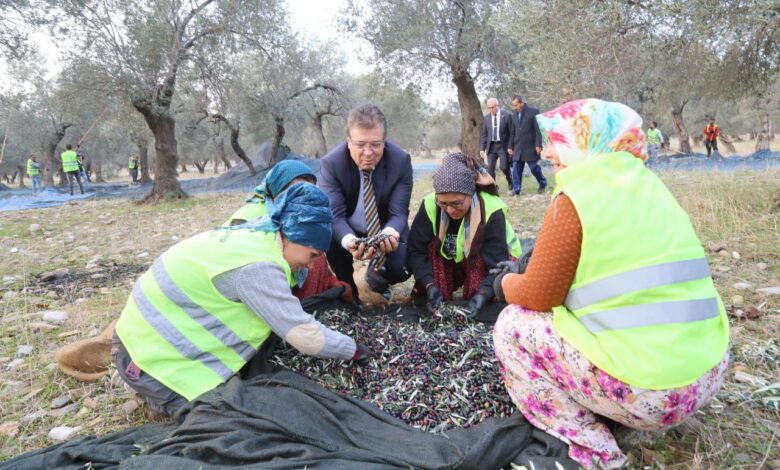 Edremit Belediyesi son zeytin hasadını yaptı 1 zeytin hasadi 1 |