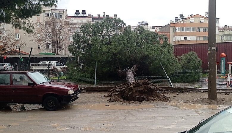 Edremit'te yağmur çam ağacını devirdi 1 AW843673 01 |