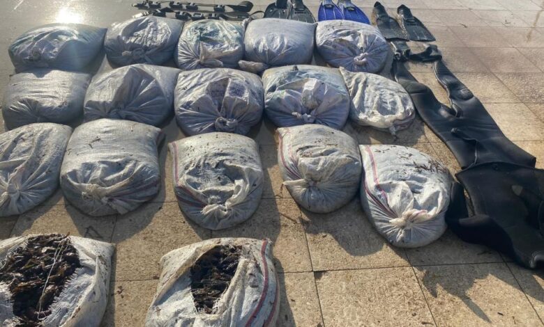 Ayvalık’ta Sahil Güvenlik'ten deniz patlıcanı operasyonu 1 AW870592 01 |