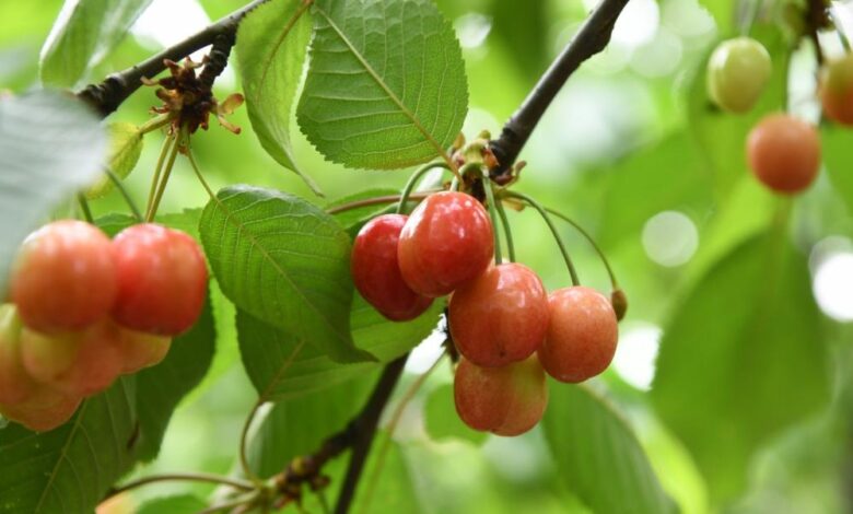 Lapseki kirazına sayılı günler kaldı 1 AW897033 03 |