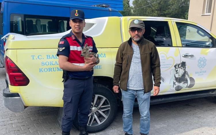 Karaca yavrusu jandarma tarafından Milli parklara teslim edildi 1 i0x22mmg |