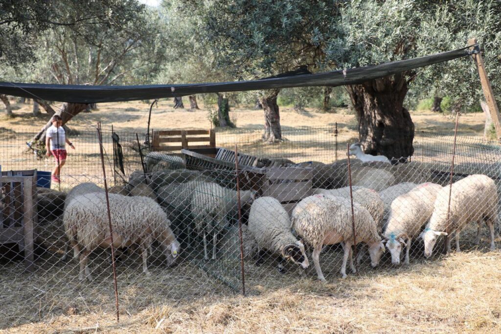 Kurban Satis ve Kesim Yerleri 3 |