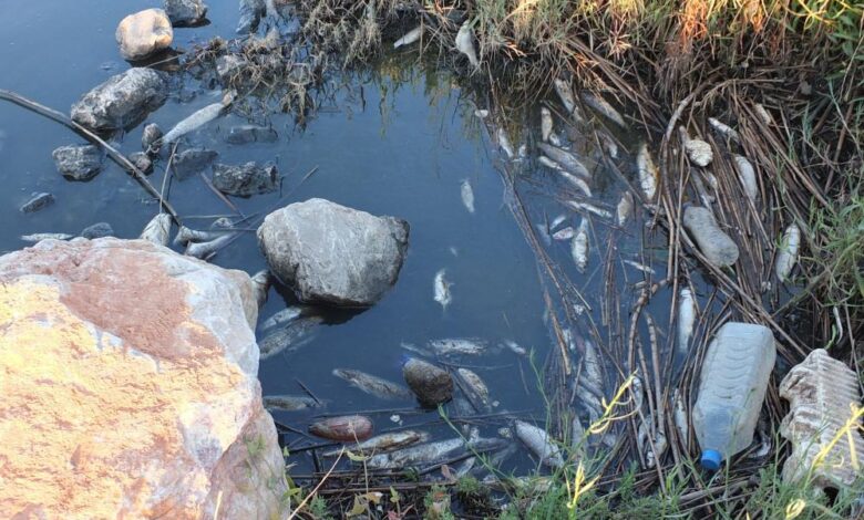 Balıkesir’de derelerde artan kirlilik, toplu balık ölümlerine neden oldu 1 AW931682 04 |