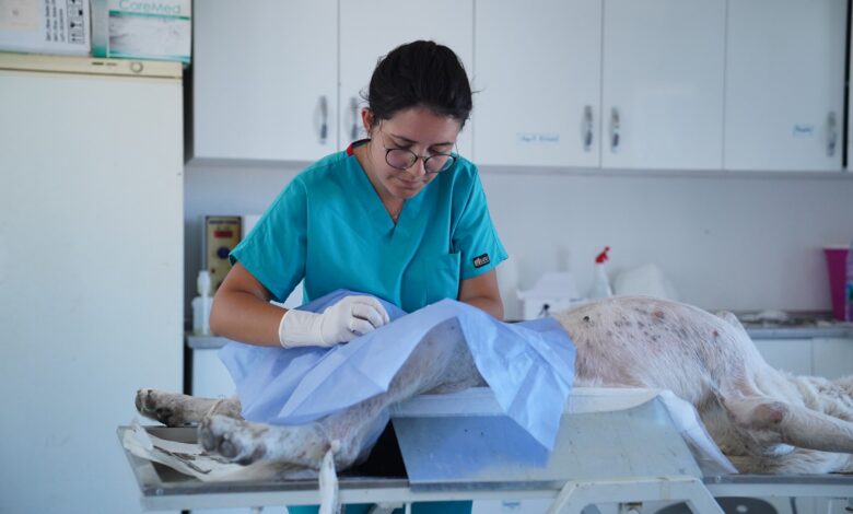 Ayvalık Belediyesi sokaktaki can dostlarında yanında 1 AYVALIK BELEDIYESI SOKAKTAKI CAN DOSTLARIN DA YANINDA 8 |