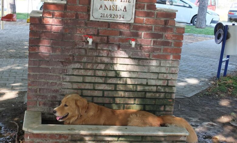 Burhaniye’de aşırı sıcaklar köpekleri de bunalttı 1 AW017868 03 |