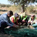 zeytin hasat 3 |