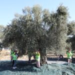 zeytin hasat 6 |