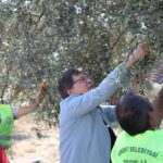 zeytin hasat 7 |