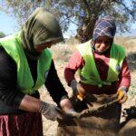 zeytin hasat 9 |