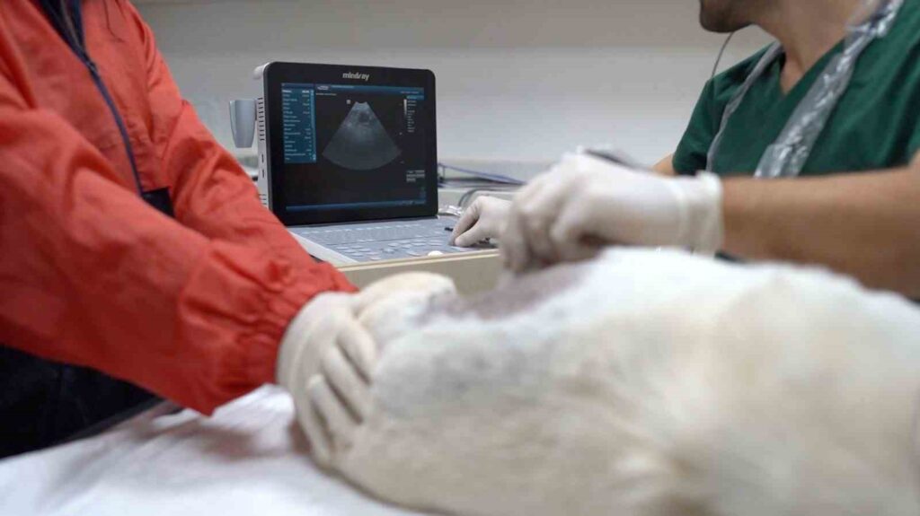 bandirma belediyesi patili dostlarin yaninda 88f88d1 |