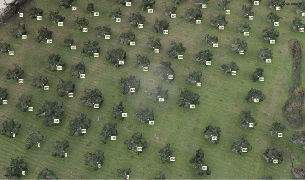 ecdat emaneti zeytinliklerin sayimlari yapilarak koruma altina aliniyor 385eb67 |