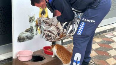 ezine belediyesi zabita mudurlugunden ornek davranis soguk kis gunlerinde can dostlari unutulmadi 5925884 |