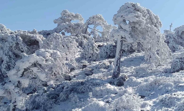 ozel sibirya degil kazdaglari 56637a9 |