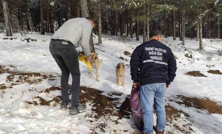 Sokak hayvanları için kar yağışı alan bölgelere yem desteği yapıldı 1 sokak hayvanlari icin kar yagisi alan bolgelere yem destegi yapildi 21b2c69 |