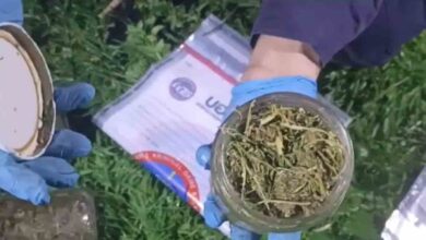 10 ayri kavanoz icinde bin 283 gram kubar esrar ele gecirildi 8b4053d |