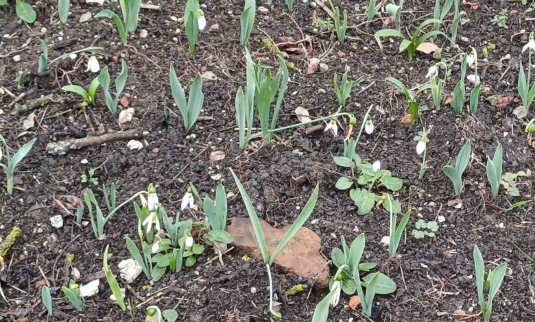 baun botanik bahcesinde cicekler acmaya basladi a6bb148 |