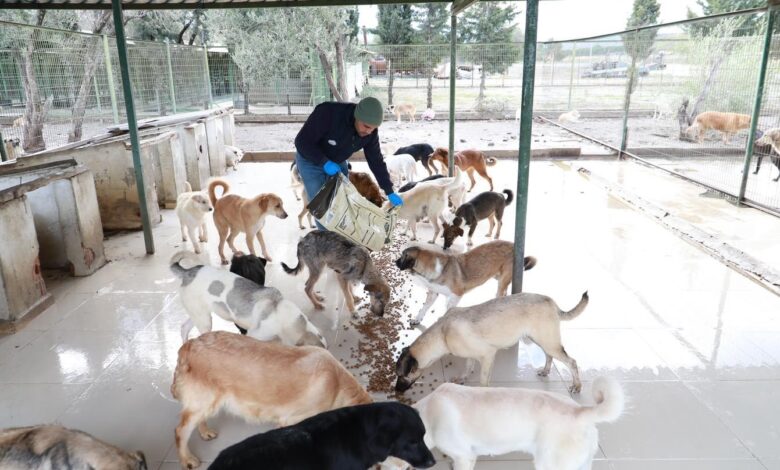 burhaniye belediyesi can dostlarina gozu gibi bakiyor 01f834f |