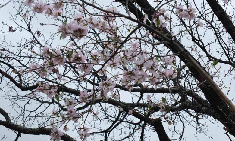 burhaniyede bademler cicek acti 74998f5 |