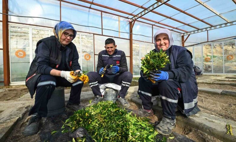 Karesi Belediyesi kendi çiçeklerini üretiyor 1 karesi belediyesi kendi ciceklerini uretiyor ea27c27 |