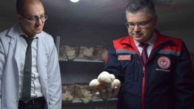 ozel evin bodrumunda aslan yelesi mantari uretiyor bb6e872 |