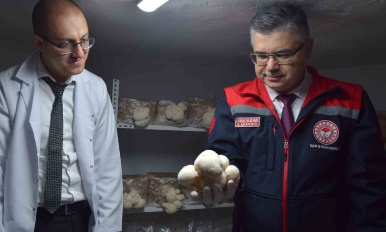 ozel evin bodrumunda aslan yelesi mantari uretiyor bb6e872 |