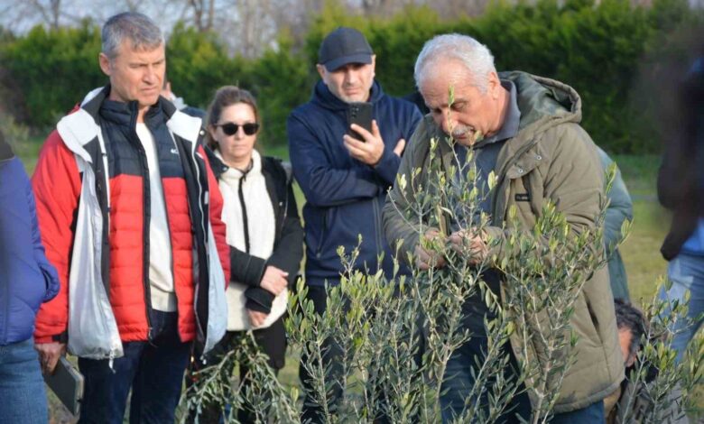 zeytin yetistiriciligi kursuna buyuk ilgi 85ed909 |