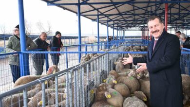 balikesir buyuksehir sindirgida 550 damizlik dagitti b169b70 |