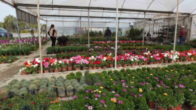 burhaniye de cicek satislari artti 7f04a7d |
