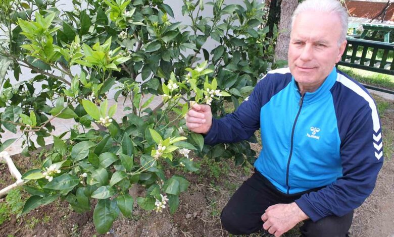 burhaniyede portakal agaci cicek acti 55f4d27 |